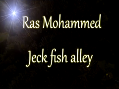 jeckfishalley.webp